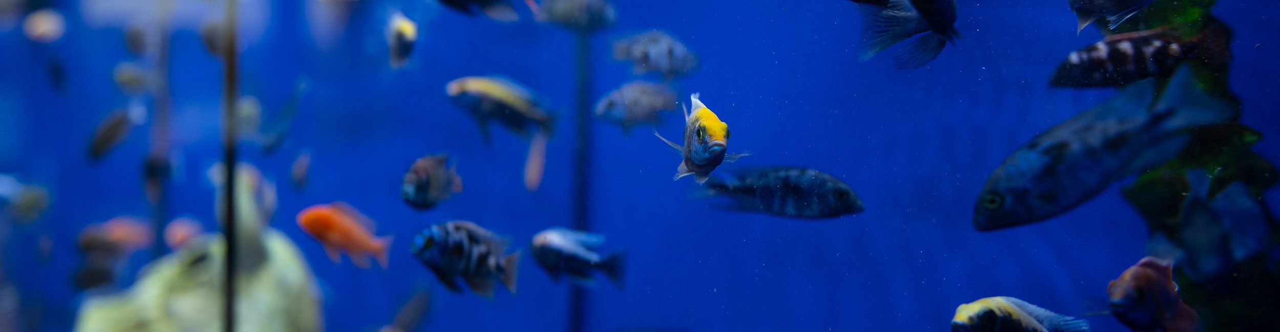 Enaflo---Aquacadabra-152-mgps